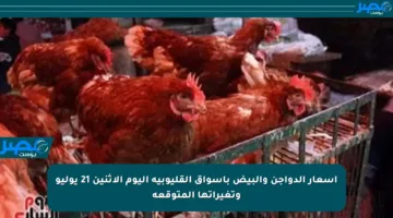 أسعار الدواجن والبيض بأسواق القليوبية اليوم الاثنين 21 يوليو وتغيراتها المتوقعة